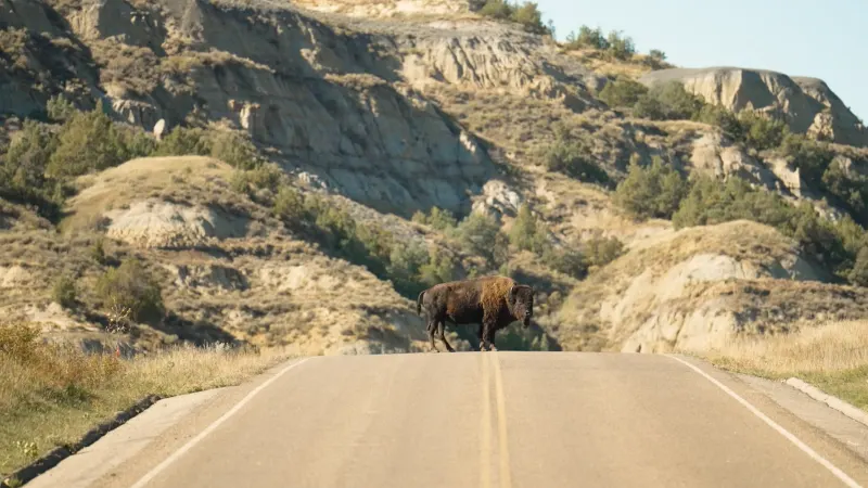 On-site capture of a buffalo waiting in the street.
