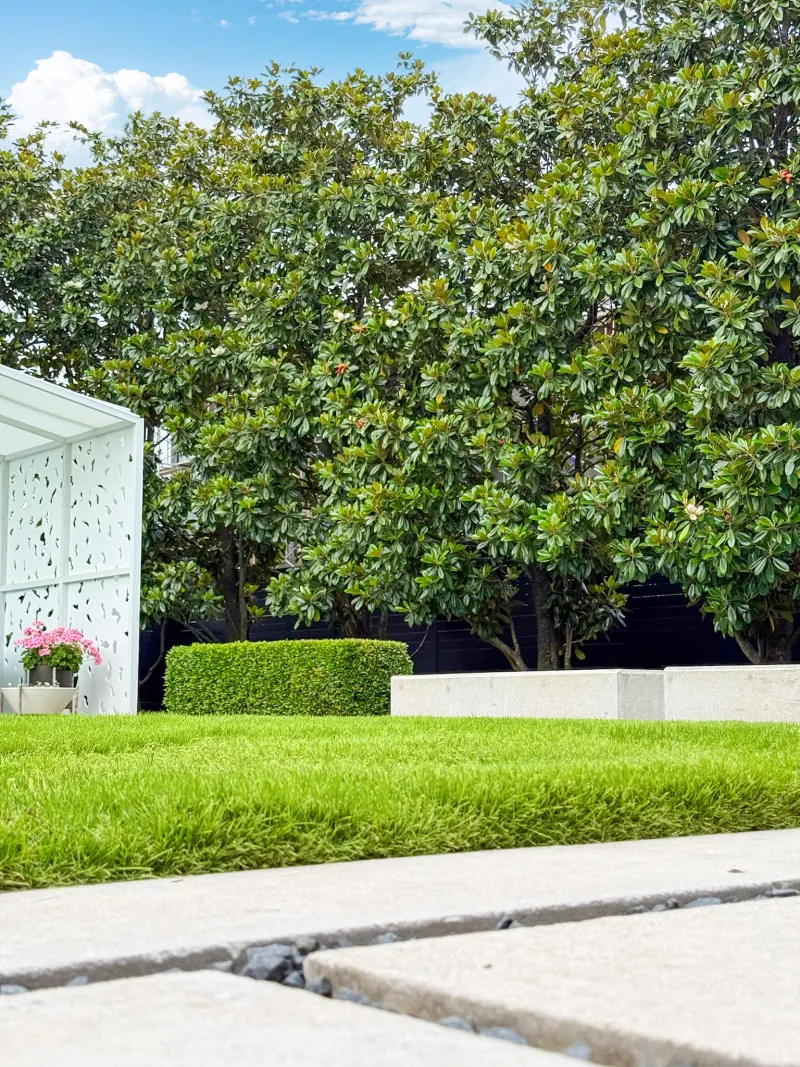 On-site capture of trees in a park.